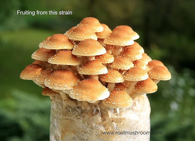 Root Mushroom Farm-Mushroom Liquid Cultures/Chestnut Muhsroom(Pholiota adiposa)