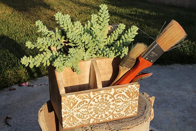 Altman Plants, 3.5" Donkey Tail Succulent Plants Live Succulents Plants Live Indoor Plants Live Houseplants Live Indoor House Plants Indoors Live Plants Indoor, Outdoor Plants Live Succulent Plants