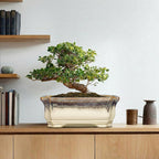 13.7 Inch Bonsai Planter - Ceramic Bonsai Tree Pots for Indoor Outdoor Plants, Succulent Pots with Drainage Hole, Large Plant Pot, Patio Decor, Gifts for Gardeners, Rectangular Beige-Brown