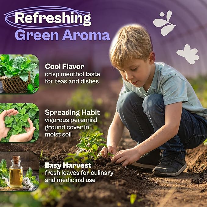 SVI 2500 Peppermint Seeds (Mentha piperita) - Aromatic Perennial Herb, Peppermint for Tea, Culinary Use - Non GMO & Herb Seeds for Outdoor & Indoor Garden, Containers