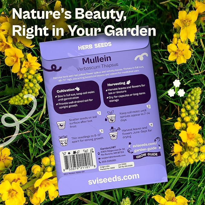 SVI 1200 Mullein Seeds for Planting (Verbascum thapsus) - Great Mullein, Heirloom Non GMO Herbs, 4-6 ft Spikes - Medicinal Herb Seeds for Flower and Herb Garden