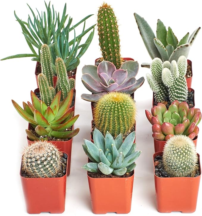 Shop Succulents Premium Live Mini Cactus and Succulent Plants in 2" Pots, Easy Care Indoor or Outdoor Gardening, Terrariums, Favors, & Contemporary Spaces with Hardy, Resilient Varieties, Pack of 12