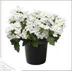 Live Flowering Verbena - White (2 Plants Per Pack) - Healthy Flowering Plant - Beautiful Spring Color - 10" Tall by 5" Wide in 1Qt Pot