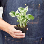 Pothos N'joy Live Plant for Indoor | Different Houseplants in 4'' & 6'' Pot | Real House Plant for Living Room, Office, Desk & Bathroom | Devil's Ivy | Epipremnum Aureum