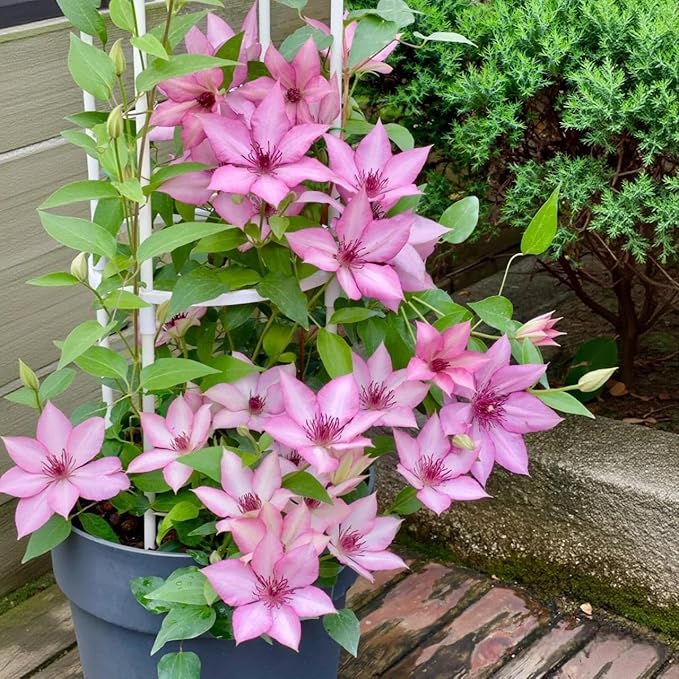 210 Clematis Seeds Mixed Colors Perennial Climbing Vine Flower Seeds for Planting Home Garden Outdoor Yard Floral Decoration