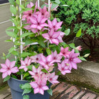 210 Clematis Seeds Mixed Colors Perennial Climbing Vine Flower Seeds for Planting Home Garden Outdoor Yard Floral Decoration