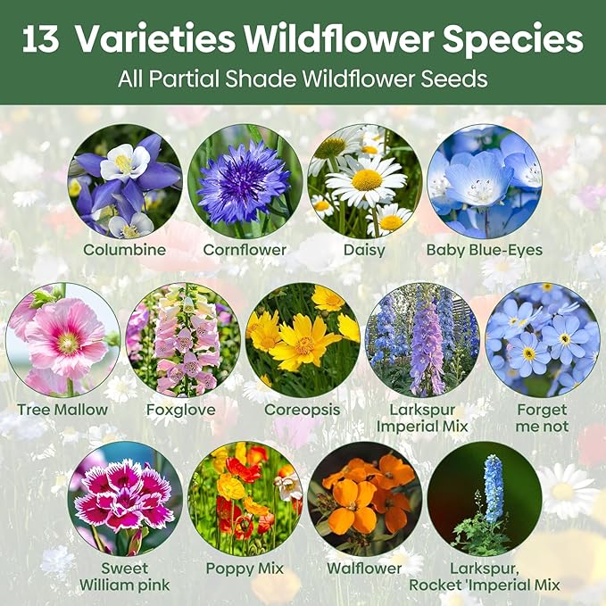 Groundio 13 Varieties Partial Shade Wildflower Seeds, Mixed Annual and Perennial Flower Seeds for Garden, Yard, Container Planting, 1 Ounce