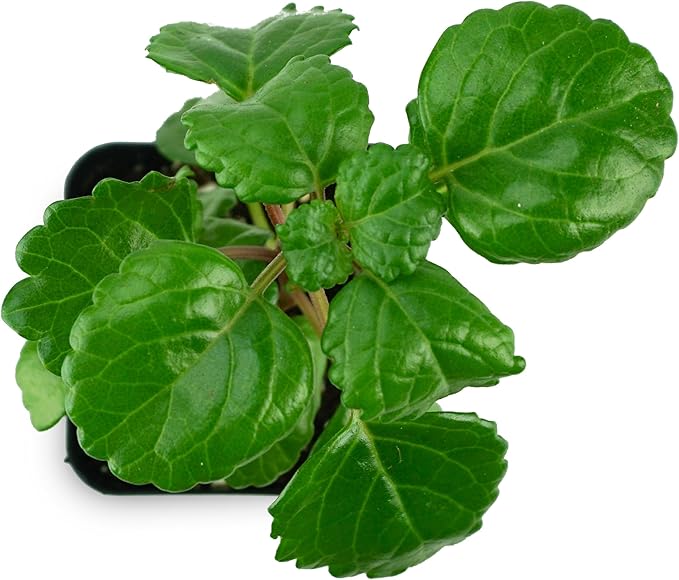 Josh's Frogs Plectranthus Australis - Swedish Ivy (Green)