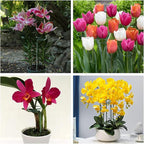 Joyhalo 12 Pack Plant Stakes, 16 Inch Plant Support Stakes, Plant Sticks Support with 24 Twist Ties, Flower Stakes for Plants Peony, Amaryllis, Marigold, Coreopsis, Tomato Seedling, Sapling Etc