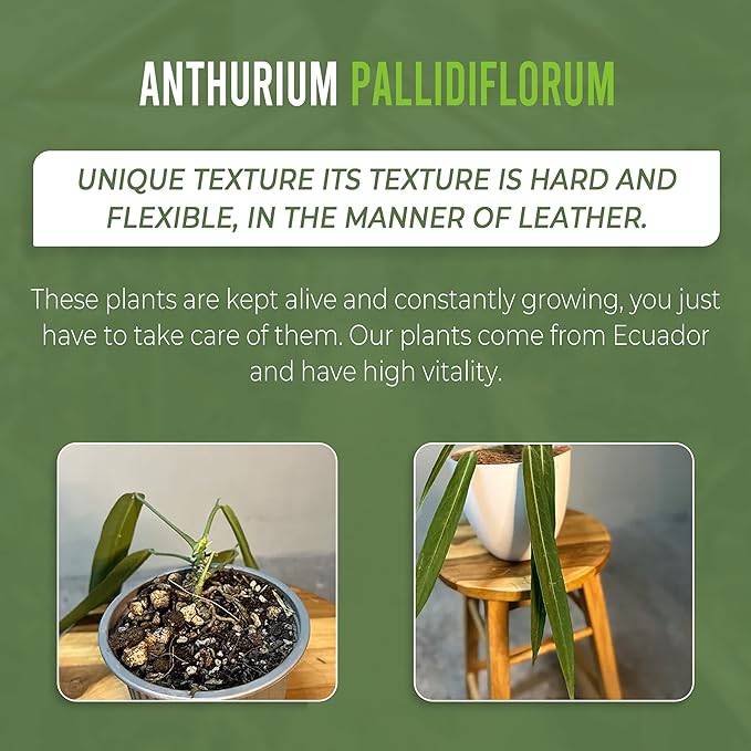 LEAL PLANTS ECUADOR Anthurium Pallidiflorum (Pack of 2)| Green Live Plant for Indoor |Rare & Exotic Indoor Plants for Living Room | Unique Gift for Plant Lovers