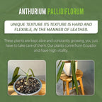 LEAL PLANTS ECUADOR Anthurium Pallidiflorum (Pack of 2)| Green Live Plant for Indoor |Rare & Exotic Indoor Plants for Living Room | Unique Gift for Plant Lovers