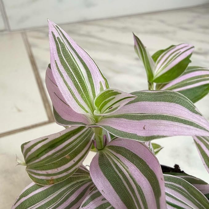 Tradescantia Lollipop, 2" Plant