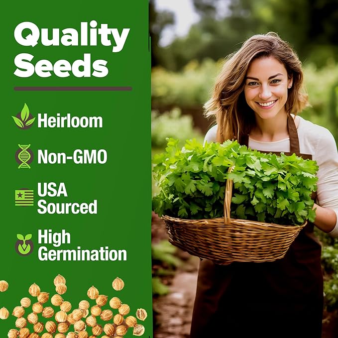 HOME GROWN 1000+ Cilantro Seeds for Planting Indoors or Outdoors - Non-GMO Heirloom Herbs, Coriander Plant Seeds, Herb Seeds Collection for Herb Garden (Coriandrum sativum)