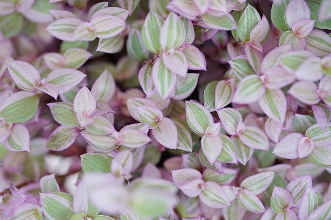 Callisia Pink Panther in Grow Pot