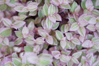Callisia Pink Panther in Grow Pot