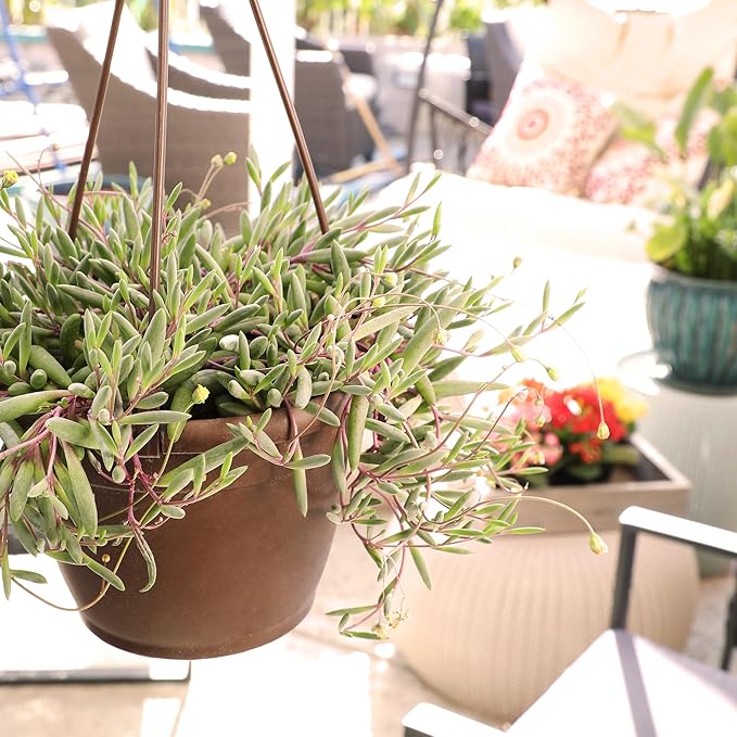 Ruby Necklace Succulent Vine Hanging Basket, Othonna capensis, Live Succulents Plants Live Houseplants, House Plants Indoors Live Indoor House Plants, Unique Live Plant Basket by Plants for Pets