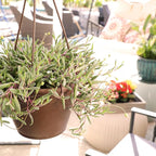 Ruby Necklace Succulent Vine Hanging Basket, Othonna capensis, Live Succulents Plants Live Houseplants, House Plants Indoors Live Indoor House Plants, Unique Live Plant Basket by Plants for Pets