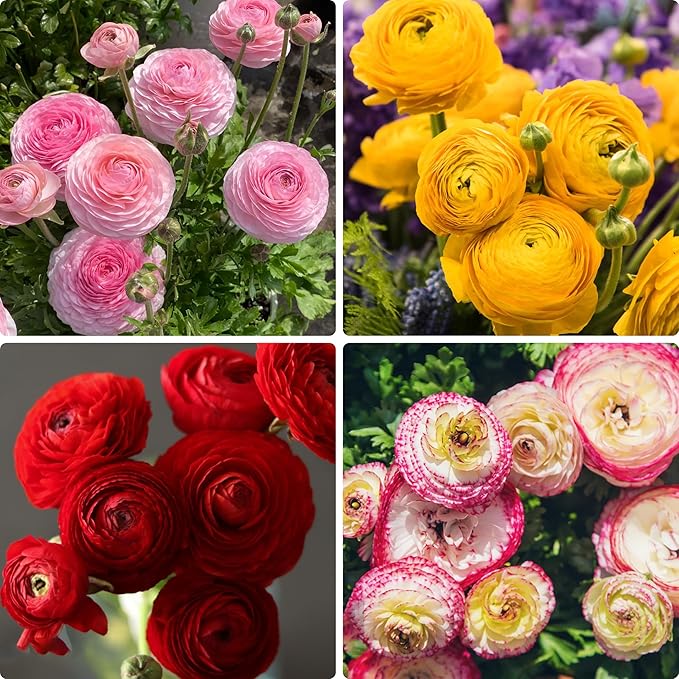 Mixed Ranunculus Bulbs for Planting, 3 PCS Ranunculus Buttercups, Rare Perennial Bulbs for Vibrant Garden Blooms, Borders Outdoor Heirloom Non-GMO