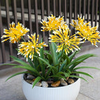 Fake Plants Outdoor with Flowers Artificial Large Plastic Faux Flower 8 Bundles 18.9 in Spring Summer Decoration for Patio Front Porch Platers Decor Outside