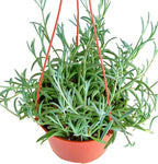 Shop Succulents String of Fishhooks Hanging Succulent, Senecio Radicans Glauca, Fully Rooted Live 6" Succulent Plant with Hanger, Low Maintenance Indoor Plant, Hardy Trailing Succulents, Gift & Garden