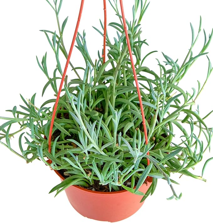Shop Succulents String of Fishhooks Hanging Succulent, Senecio Radicans Glauca, Fully Rooted Live 6" Succulent Plant, Low Maintenance Indoor Plant, Hardy Succulents, Trailing Succulents, Gift & Garden