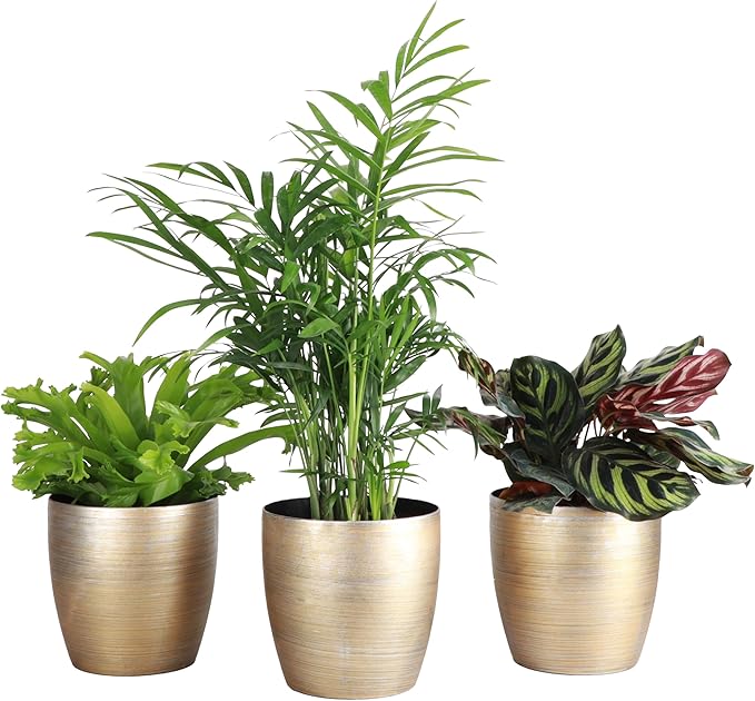 Thorsen's Greenhouse Live Pet Friendly Indoor Houseplants, Live Plants, Safe for Pets, 4" Diameter Pot, 3-Pack (Gold)