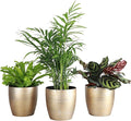 Thorsen's Greenhouse Live Pet Friendly Indoor Houseplants, Live Plants, Safe for Pets, 4" Diameter Pot, 3-Pack (Gold)