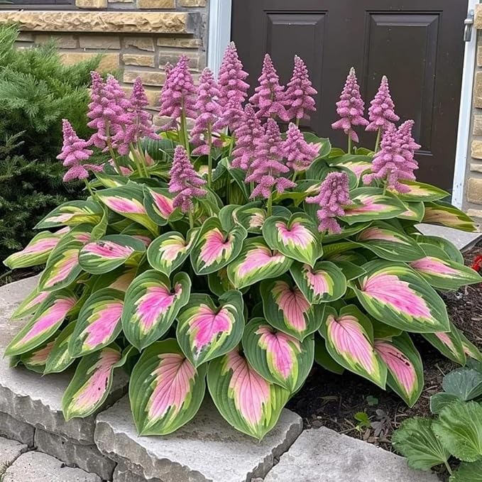 330+ Mixed Color Hosta Seeds for Planting - Shade-Tolerant Perennials, Dual Use for Ground Cover & Pots, Create Cool Shaded Gardens