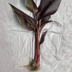 Chalily Canna ‘Australia’, a Great Live Pond Plant for Your Water Garden. Filters The koi and Goldfish Pond. Good for Bogs, Plant Shelf or Shallow Water This marginal Aquatic is a Real Beauty