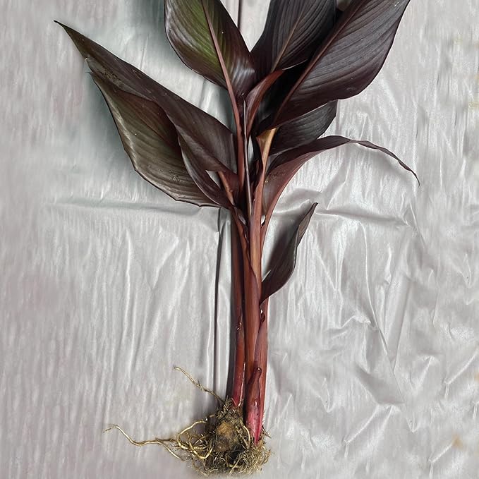 Chalily Canna ‘Australia’, a Great Live Pond Plant for Your Water Garden. Filters The koi and Goldfish Pond. Good for Bogs, Plant Shelf or Shallow Water This marginal Aquatic is a Real Beauty