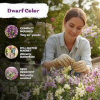 KVITER 5,500 Fairy Bouquet Mix Snapdragon Seeds for Planting (Linaria Maroccana) – Known as Toadflax, Heirloom & Organic – Flower Seeds to Plant Outside & Inside – Garden, Containers, Borders, Beds