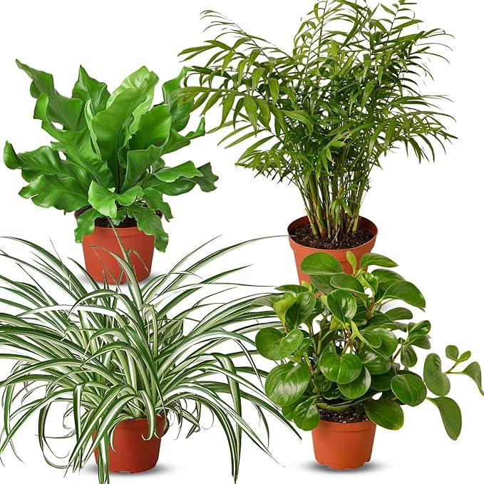 Pet Friendly Live Plants for Indoor | Different Houseplants in Multiple Sizes | Real House Plant for Living Room, Office, Desk & Bathroom