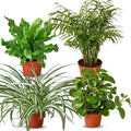 Pet Friendly Live Plants for Indoor | Different Houseplants in Multiple Sizes | Real House Plant for Living Room, Office, Desk & Bathroom