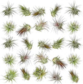 ragnaroc Air Plants Bulk - Tillandsia Ionantha Wholesale Pack, Regular 1-3" - 25ct - Live Arrival Guaranteed - House Plants for Home Decor & Gift