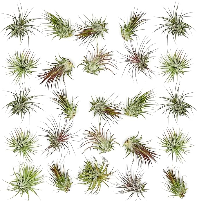 ragnaroc Air Plants Bulk - Tillandsia Ionantha Wholesale Pack, Regular 1-3" - 25ct - Live Arrival Guaranteed - House Plants for Home Decor & Gift