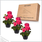 Live Flowering Zonal Geraniums - Salmon (3 Plants Per Pack) - Beautiful Spring Flowers - 12" Tall by 5" Wide in 1 Qt Pot