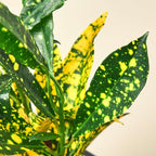 Croton 'Gold Dust' Live Plant for Indoor | Different Houseplants in 3'' Pot | Real House Plant for Living Room, Office, Desk & Bathroom | Codiadeum variegatum | Gold Dust