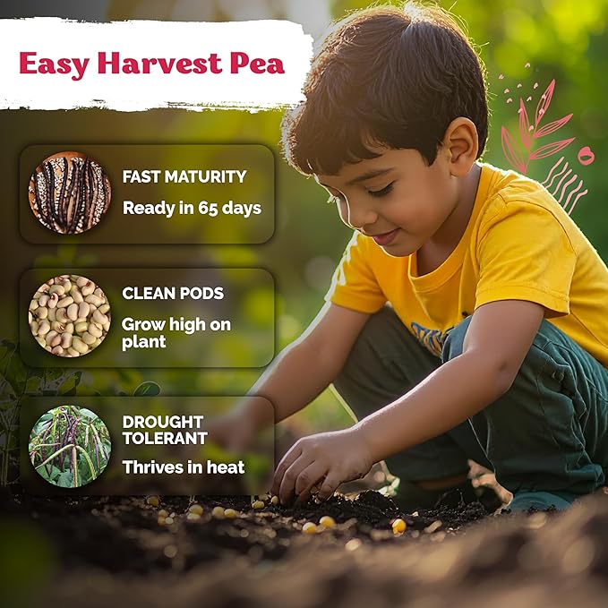 KVITER 75 Top Pick Pinkeye Cow Pea Seeds for Planting (Vigna Unguiculata) – Field Pea, Bush Purple Hull Peas, Heirloom & Organic | Peas & Beans – Vegetable Seeds for Outdoor Garden, Beds, Containers