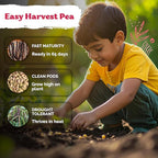 KVITER 75 Top Pick Pinkeye Cow Pea Seeds for Planting (Vigna Unguiculata) – Field Pea, Bush Purple Hull Peas, Heirloom & Organic | Peas & Beans – Vegetable Seeds for Outdoor Garden, Beds, Containers