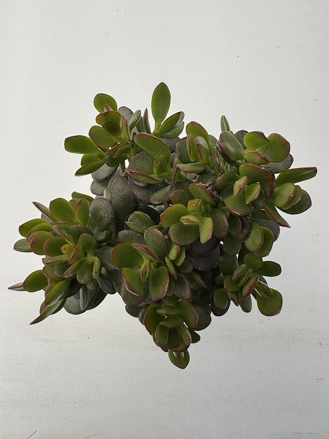 Sprout N Green Dwarf Jade with Green Stripe Pot, Live Crassula Ovata Crosby's Compact, Rare Cute Succulent Plant in 4" Planter, Home Office Décor