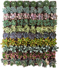 Shop Succulents Assorted Succulent Plant Pack Collection - Live Mini Succulent Plants, Low Maintenance, Mixture of Colors & Textures - Wedding and Party Favors, Gift & Garden