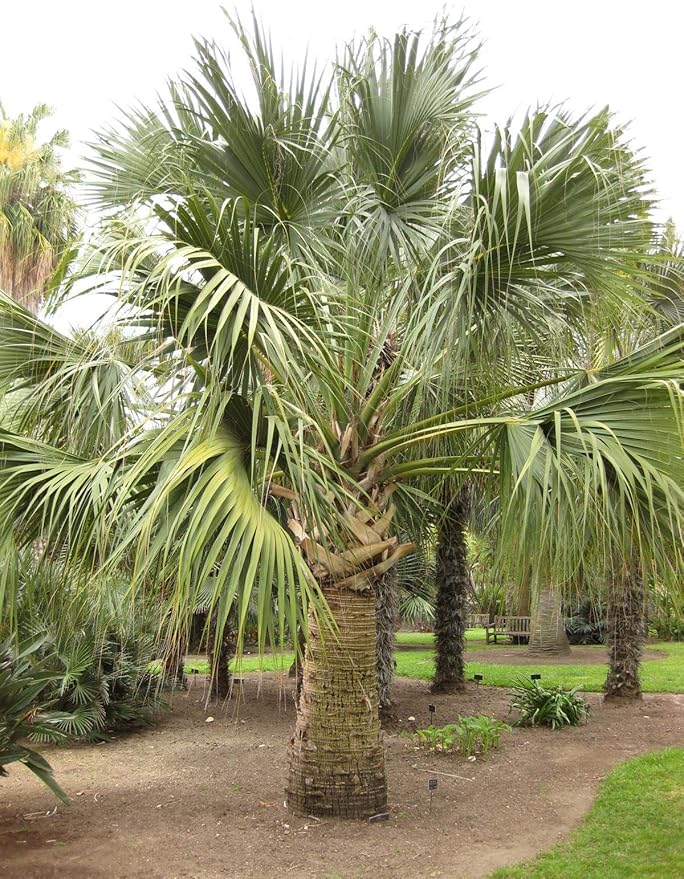 Sabal Palm | Seed Grow Kit | The Jonsteen Company