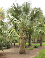 Sabal Palm | Seed Grow Kit | The Jonsteen Company