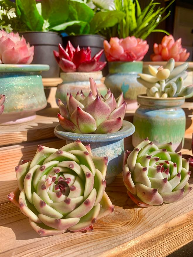 Echeveria Agavoides Blue Dragon Rare Live Succulent Plants, 1 Head Pot Size 2.5 Live Plant, Excludes Pot & Soil, Garden Indoor Office Desk, Party Baby Shower Decor, Gift for Plant Enthusiasts