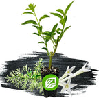 Night Blooming Jasmine Live Plant - Cestrum nocturnum - Wellspring Gardens Starter Plant