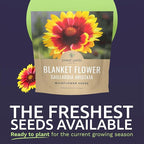 Blanket Flower – Gaillardia aristata – Large 1 Ounce Packet – 9,000 Flower Seeds for Planting