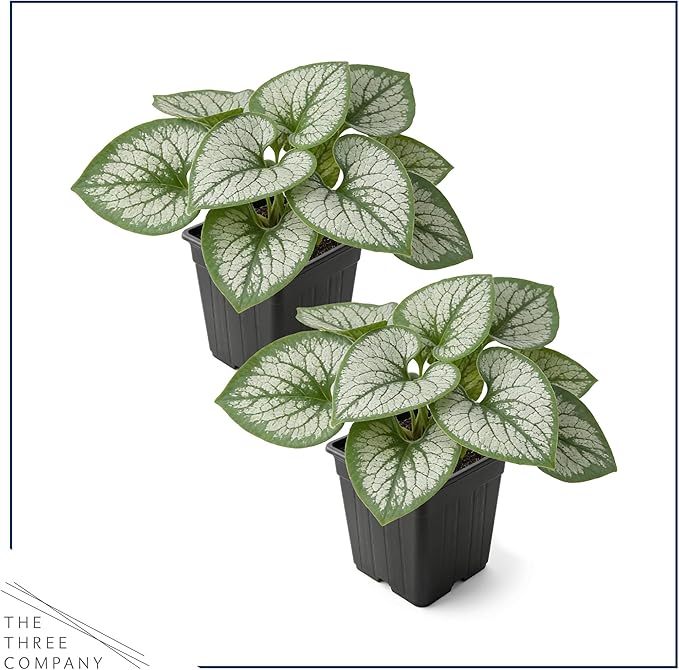 Live Brunnera 2-Pack – Sea Heart – Shade Perennial with Silver Foliage, Blue Spring Flowers, 10” Tall, 1 Qt Pot