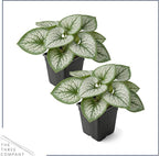 Live Brunnera 2-Pack – Sea Heart – Shade Perennial with Silver Foliage, Blue Spring Flowers, 10” Tall, 1 Qt Pot
