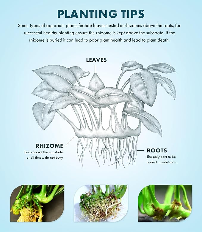 SubstrateSource Anubias Live Aquarium Plants - Potted Freshwater Plant for Fish Tanks, Terrariums - Beginner Friendly Low Light (Glabra, 3 Pots)