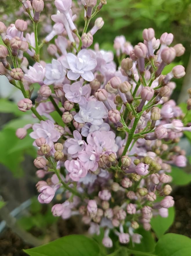 Proven Winners - Syringa x hya. Scentara Double Blue (Lilac), Shrub, Lavender-Blue Flowers, #3 - Size Container